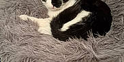 Arthur a rejoint le concours — aidez-le/la à gagner de superbes lots ! cat, black_and_white, fluffy_cushion, pet, indoor, resting, cozy, fur, animal, cute, relaxed, feline, soft_texture, round_bed, home, comfortable, whiskers, alert, ears, eyes
