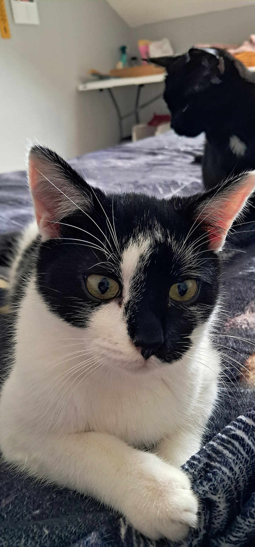 Arthur a rejoint le concours — aidez-le/la à gagner de superbes lots ! cat, black_and_white_cat, black_cat, pet, animal, feline, close_up, indoor, bedroom, blanket, resting, whiskers, ears, eyes, fur, domestic_animal, two_cats, relaxing, soft_texture, cozy