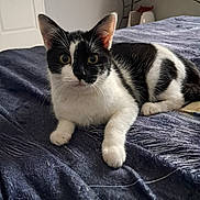 Arthur participe au concours pour gagner de l'argent avec cette photo : cat, black_and_white, pet, indoor, bed, blanket, feline, resting, curious, animal, domestic, whiskers, ears, eyes, paw, fur, close_up, home, cozy, relaxed