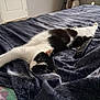 Arthur participe au concours pour gagner de l'argent avec cette photo : cat, black_and_white, pet, bed, blanket, remote_control, indoor, relaxed, animal, feline, resting, cozy, fur, whiskers, home, sleepy, cute, stretching, soft, comfort