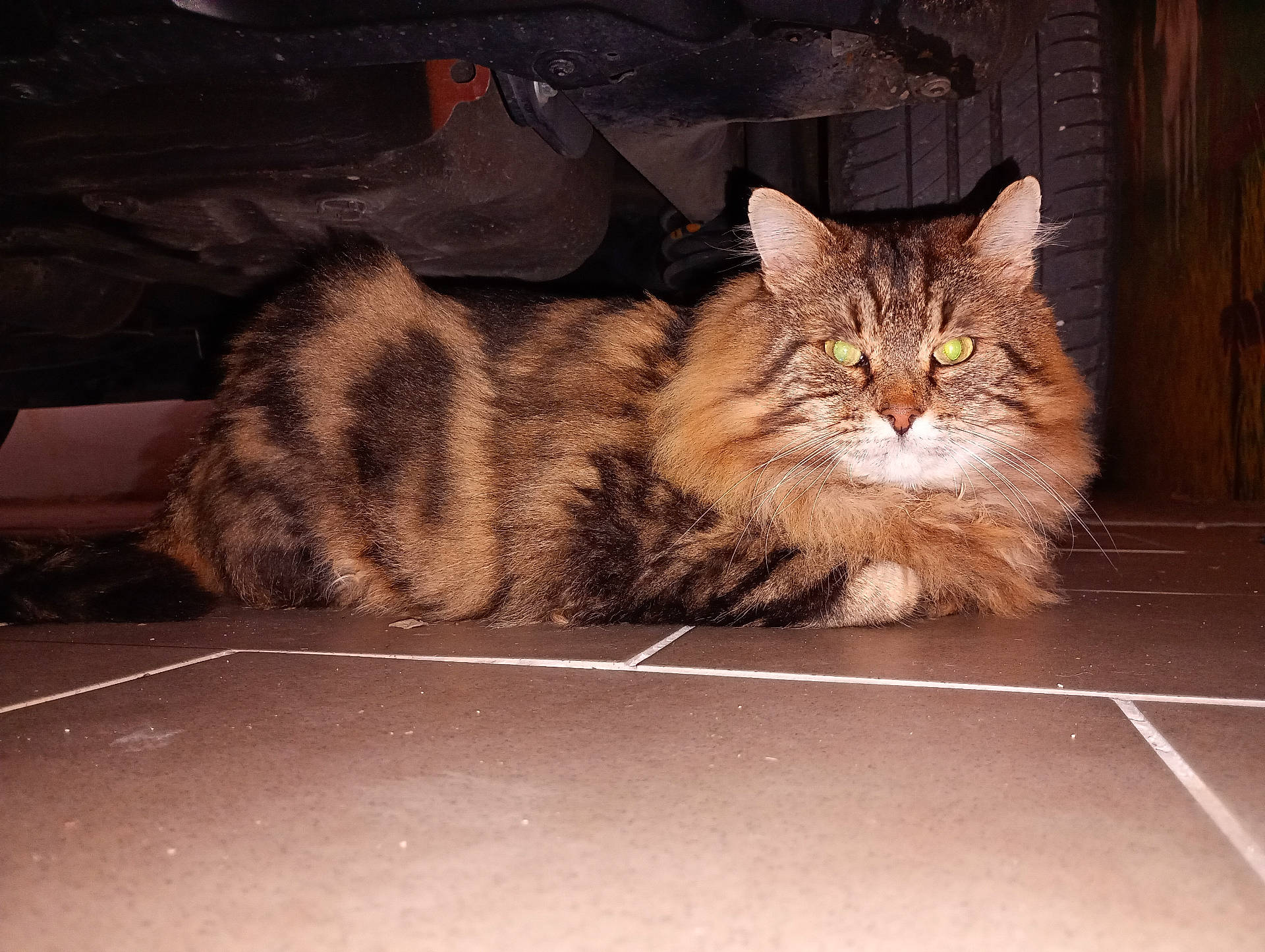 Garfield participe au concours pour gagner de l'argent avec cette photo : abyssinian, alloywheel, angora, animal, car, cat, couch, fireplace, flagstone, furniture, hardwood, indoors, kitten, manx, path, pet, plywood, slate, walkway, wood