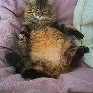 Garfield participe au concours pour gagner de l'argent avec cette photo : cat, tabby, fluffy, pet, animal, relaxed, lying_down, cozy, blanket, purple, fur, whiskers, paws, indoor, cute, mammal, resting, sleepy, domestic_cat, comfy