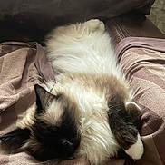 Sweety a rejoint le concours — aidez-le/la à gagner de superbes lots ! cats, cat, felines, sleeping, fluffy, long_hair, black_and_white, cream_color, pet, animals, cuddling, lying_down, blanket, couch, indoors, cozy, relaxed, whiskers, paws, photography
