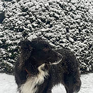 Luna a rejoint le concours — aidez-le/la à gagner de superbes lots ! dog, black_and_white, snow, winter, outdoor, evergreen, tree, fluffy_fur, long_hair, standing, animal, pet, snowflakes, frost, nature, portrait, collar, white_chest, park, cold_weather