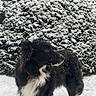 dog, black_and_white, snow, winter, outdoor, evergreen, tree, fluffy_fur, long_hair, standing, animal, pet, snowflakes, frost, nature, portrait, collar, white_chest, park, cold_weather