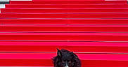 Luna a rejoint le concours — aidez-le/la à gagner de superbes lots ! dog, black_and_white_dog, red_carpet, stairs, cannes, film_festival, palais_des_festivals, outdoor, architecture, entrance, railings, symmetry, portrait, sitting, fluffy, happy, pet, animal, photography, red