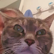 Pupuce a rejoint le concours — aidez-le/la à gagner de superbes lots ! cat, tabby, close_up, indoor, whiskers, face, pet, animal, fur, ears, nose, eyes, person, background, wall, door, hook, household, curious, domestic