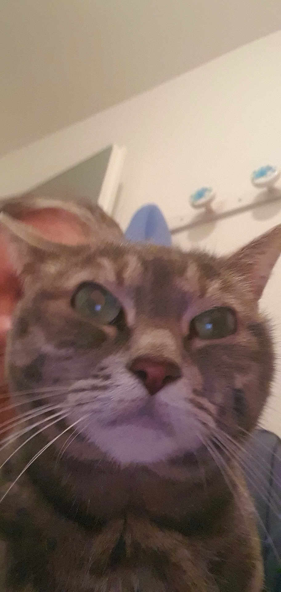 Pupuce a rejoint le concours — aidez-le/la à gagner de superbes lots ! cat, tabby, close_up, indoor, whiskers, face, pet, animal, fur, ears, nose, eyes, person, background, wall, door, hook, household, curious, domestic