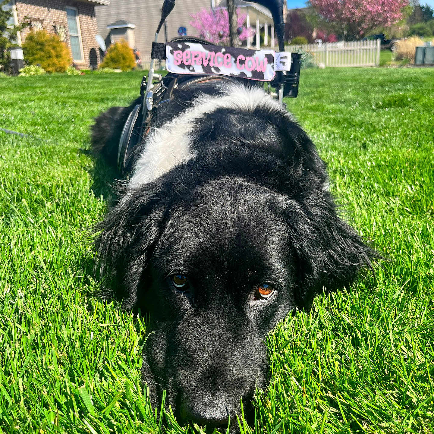Millie