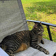 Tabby joined the competition — help win amazing prizes! cat, tabby_cat, outdoor, chair, lawn, grass, house, pet, animal, relaxing, nature, garden, sunlight, feline, resting, greenery, daytime, domestic_cat, fur, wildlife