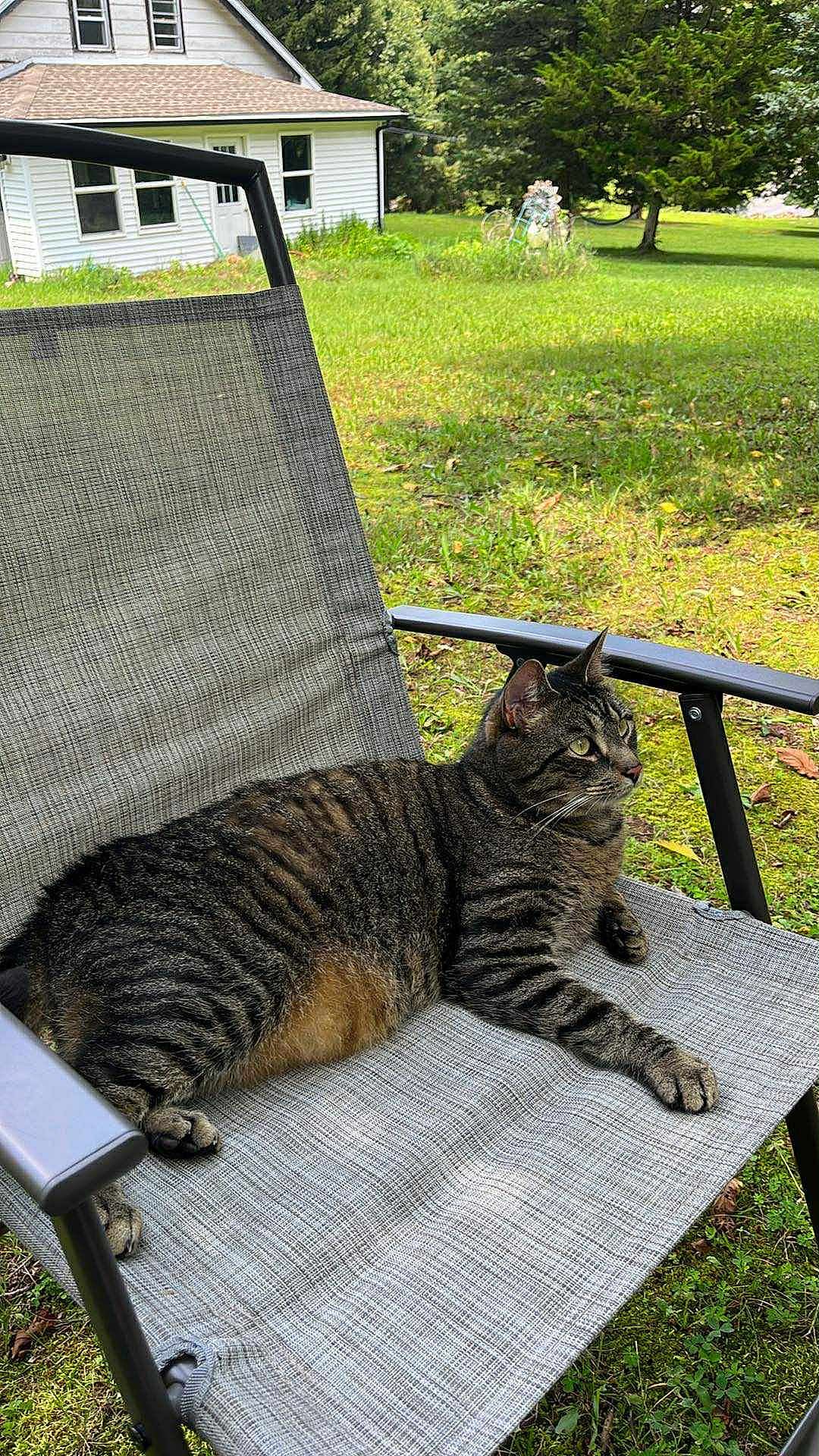 Tabby joined the competition — help win amazing prizes! cat, tabby_cat, outdoor, chair, lawn, grass, house, pet, animal, relaxing, nature, garden, sunlight, feline, resting, greenery, daytime, domestic_cat, fur, wildlife
