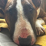 Cassy a rejoint le concours — aidez-le/la à gagner de superbes lots ! dog, close_up, resting, brown, white, nose, paw, blanket, indoors, sleepy, face, fur, animal, pet, cozy, relaxed, muzzle, ears, canine, snout