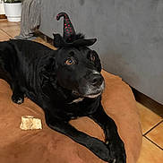 Oreo a rejoint le concours — aidez-le/la à gagner de superbes lots ! dog, black_dog, pet, witch_hat, costume, bone, cushion, indoor, floor_tiles, plant, furniture, brown_cushion, looking_up, curious, animal, laying_down, decor, cozy, headwear, canine