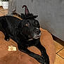 dog, black_dog, pet, witch_hat, costume, bone, cushion, indoor, floor_tiles, plant, furniture, brown_cushion, looking_up, curious, animal, laying_down, decor, cozy, headwear, canine