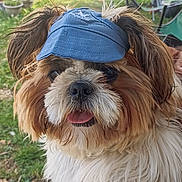 Vasco participe au concours pour gagner de l'argent avec cette photo : dog, fluffy, visor_hat, outdoor, greenery, grass, tree, pet, cute, tongue_out, canine, summer, sunlight, parked_cars, nature, animal, fur, happy, close_up, companion