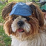 dog, fluffy, visor_hat, outdoor, greenery, grass, tree, pet, cute, tongue_out, canine, summer, sunlight, parked_cars, nature, animal, fur, happy, close_up, companion