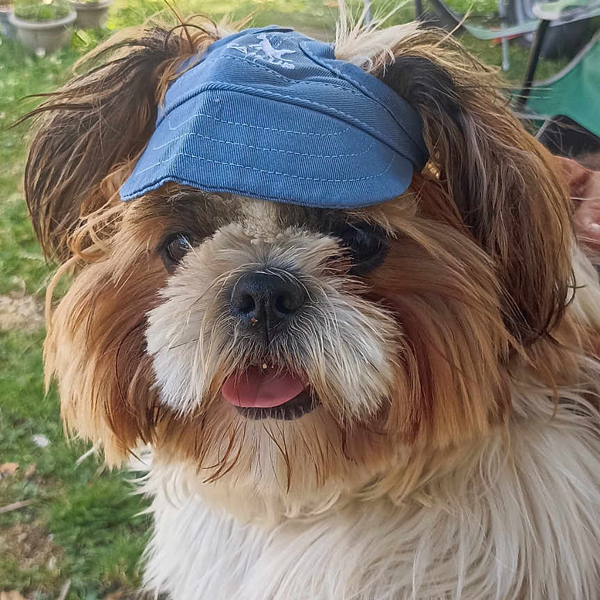 Vasco participe au concours pour gagner de l'argent avec cette photo : animal, canine, close_up, companion, cute, dog, fluffy, fur, grass, greenery, happy, nature, outdoor, parked_cars, pet, summer, sunlight, tongue_out, tree, visor_hat