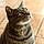 Mr Chat