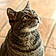 Mr Chat