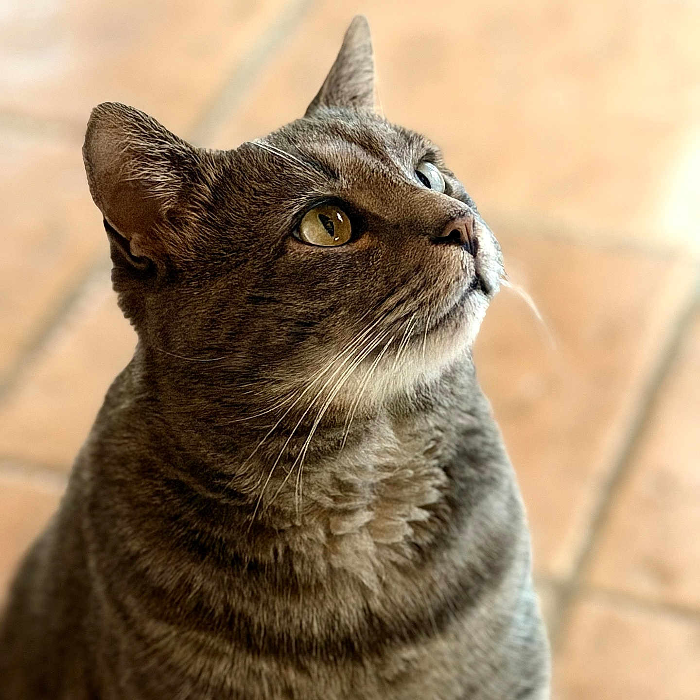 Mr Chat
