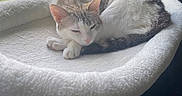 Vaïna a rejoint le concours — aidez-le/la à gagner de superbes lots ! cat, sleeping, cat_bed, window, natural_light, indoor, plush_toy, unicorn, white_fur, tabby_fur, cozy, resting, home, soft_texture, greenery, background, peaceful, pet, curled_up, quiet