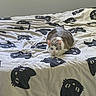 Vaïna participe au concours pour gagner de l'argent avec cette photo : cat, bed, blanket, animal, indoor, feline, pattern, cute, pet, resting, blue_eyes, fur, whiskers, ears, domestic_animal, cozy, comfort, lying_down, looking, room