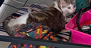 Vaïna a rejoint le concours — aidez-le/la à gagner de superbes lots ! animal, blue_eyes, cables, cat, colorful_bag, cozy_spot, curious, feline, floor_tiles, home, indoor, multi-colored, pet, pink_container, plastic_box, quiet, resting, striped_blanket, stuffed_toy, under_bed