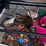 Vaïna a rejoint le concours — aidez-le/la à gagner de superbes lots ! cat, blue_eyes, striped_blanket, colorful_bag, pink_container, floor_tiles, under_bed, curious, indoor, pet, animal, resting, feline, stuffed_toy, cables, plastic_box, multi-colored, cozy_spot, quiet, home