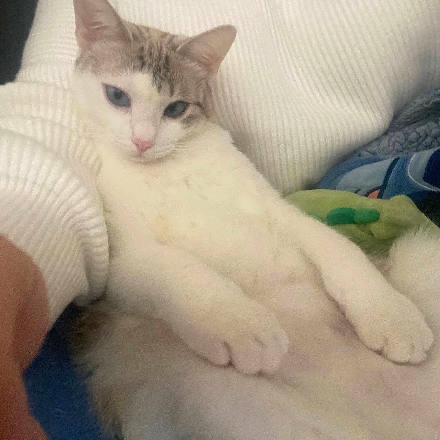 Vaïna