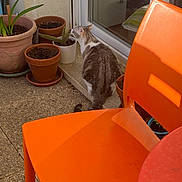 Vaïna participe au concours pour gagner de l'argent avec cette photo : cat, plant, potted_plant, terracotta_pot, orange_chair, balcony, sunlight, window, curious, pet, animal, outdoor, floor, door, home, feline, greenery, seat, shadow, table