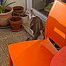 cat, plant, potted_plant, terracotta_pot, orange_chair, balcony, sunlight, window, curious, pet, animal, outdoor, floor, door, home, feline, greenery, seat, shadow, table
