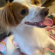 Taz joined the competition — help win amazing prizes! dog, pet, tongue_out, brown_and_white, floppy_ear, fur, close_up, eyes, nose, happy, playful, blanket, patterned_blanket, bed, indoor, living_room, checkerboard, tail, paw, portrait