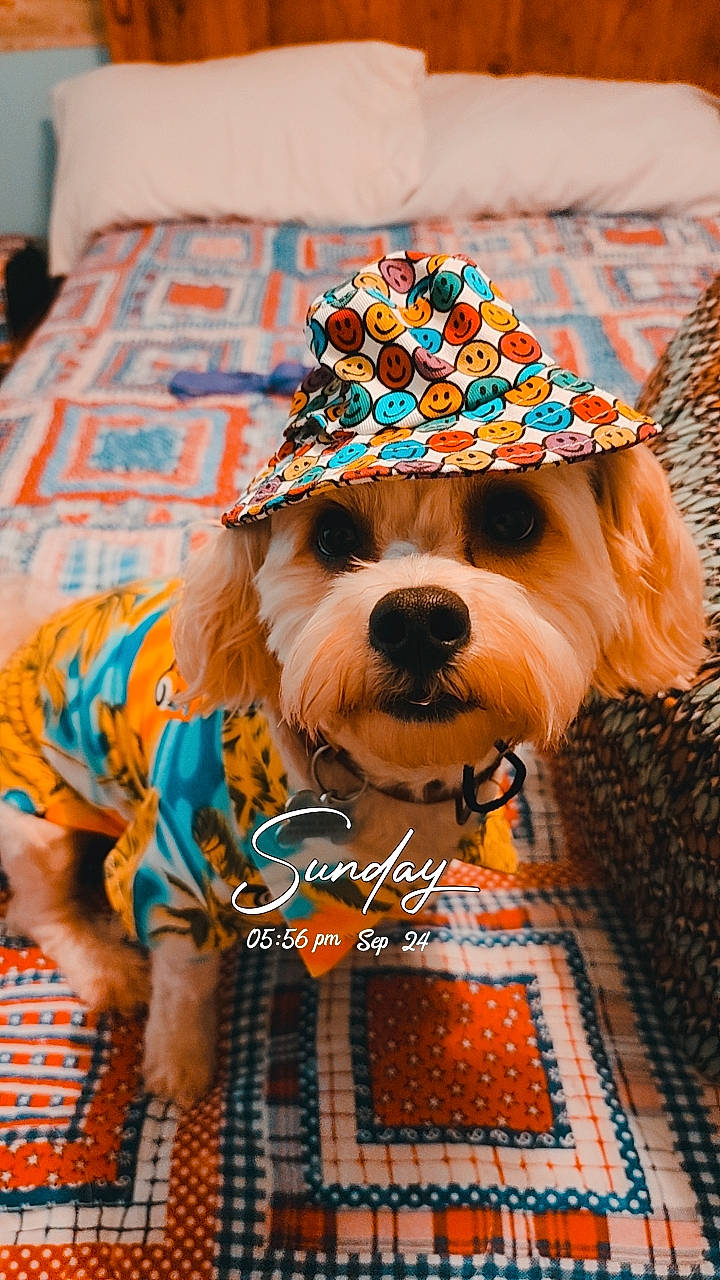 Fluffy joined the competition — help win amazing prizes! canidae, carnivore, companion_dog, dog, dog_breed, dog_clothes, dog_supply, event, fashion_accessory, fawn, flooring, hat, party_hat, pattern, pet_supply, rectangle, sporting_group, terrier, toy_dog, working_animal
