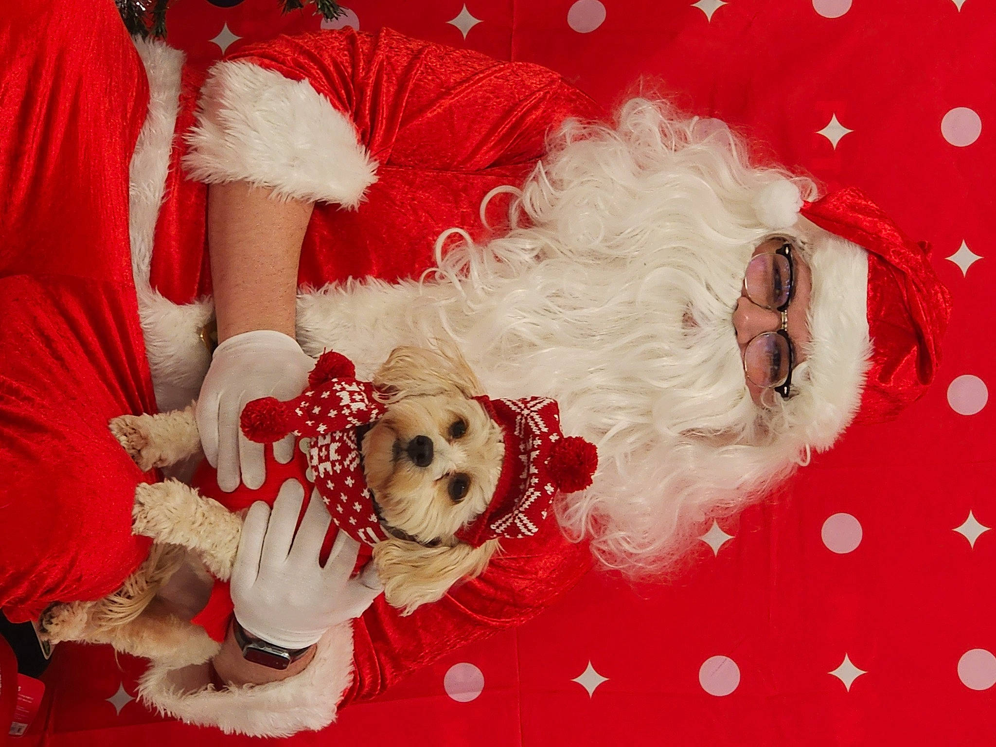 Fluffy is registered to the contest to win money with this photo: carmine, carnivore, christmas, christmas_decoration, christmas_eve, christmas_ornament, companion_dog, dog, dog_breed, dog_supply, event, fur, happy, holiday, ornament, pattern, rose, santa_claus, textile, toy