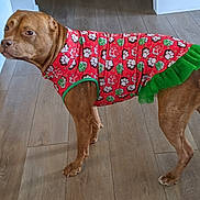 Rozee joined the competition — help win amazing prizes! animal, brown_dog, calm_expression, canine, dog, dog_dress, domestic_animal, flooring, four_legs, green_trim, home_interior, indoor, looking_sideways, medium_size_dog, paw_prints, pet, pet_clothing, short_hair, standing_dog, wooden_floor