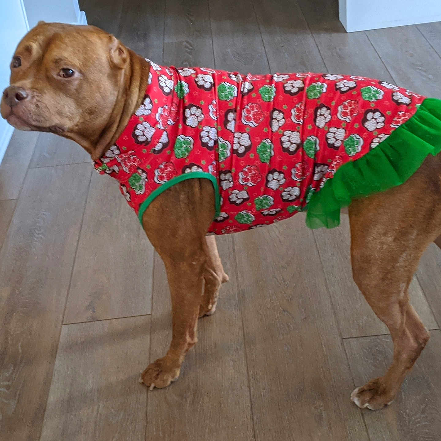 Rozee joined the competition — help win amazing prizes! animal, brown_dog, calm_expression, canine, dog, dog_dress, domestic_animal, flooring, four_legs, green_trim, home_interior, indoor, looking_sideways, medium_size_dog, paw_prints, pet, pet_clothing, short_hair, standing_dog, wooden_floor