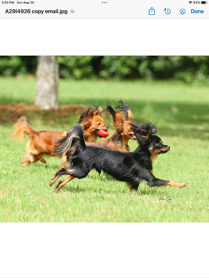 Cadillac is registered to the contest to win money with this photo: canidae, carnivore, companion_dog, dog, dog_breed, dog_supply, grass, grassland, guard_dog, hunting_dog, screenshot, sharing, sporting_group, tail, terrestrial_animal, working_dog