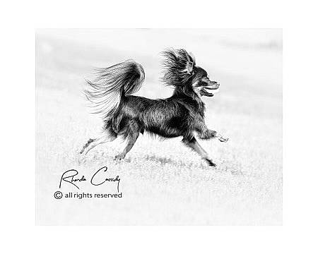 Cadillac is registered to the contest to win money with this photo: art, canidae, carnivore, companion_dog, dog, dog_breed, drawing, font, fur, happy, illustration, liver, monochrome, monochrome_photography, sporting_group, tail, toy_dog, whiskers, wildlife, wing
