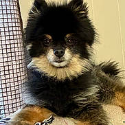 Rubie joined the competition — help win amazing prizes! dog, pomeranian, pet, fluffy, black, tan, fur, face, ears, eyes, nose, mouth, paw, resting, indoor, curtain, blanket, fabric, cozy, animal