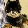 dog, pomeranian, pet, fluffy, black, tan, fur, face, ears, eyes, nose, mouth, paw, resting, indoor, curtain, blanket, fabric, cozy, animal