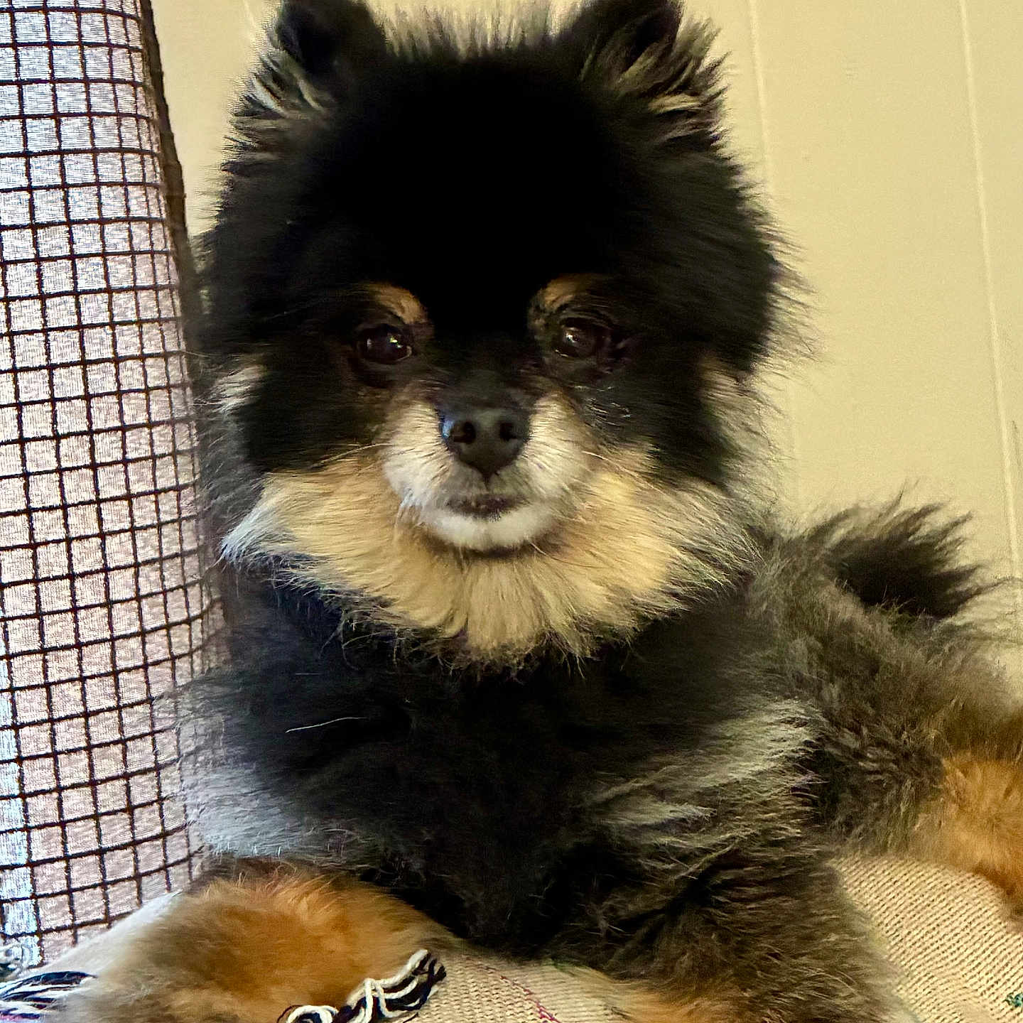 Rubie joined the competition — help win amazing prizes! dog, pomeranian, pet, fluffy, black, tan, fur, face, ears, eyes, nose, mouth, paw, resting, indoor, curtain, blanket, fabric, cozy, animal