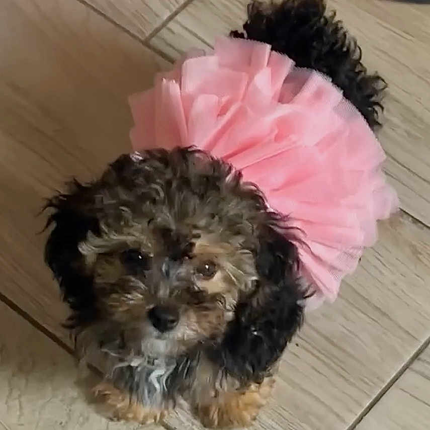 Cardi is registered to the contest to win money with this photo: animal, canine, child, dog, dogbed, female, girl, indoors, interiordesign, person, pet, poodle, puppy, walkingdog