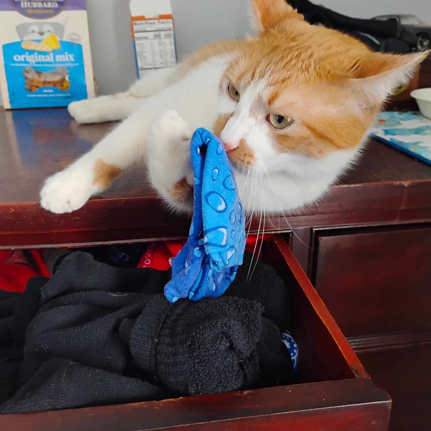 Charles joined the competition — help win amazing prizes! abyssinian, accessories, animal, cabinet, canine, car, cat, closet, cupboard, dog, drawer, formalwear, furniture, machine, pet, tie, transportation, vehicle, wheel, wood