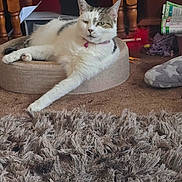 Bell is registered to the contest to win money with this photo: animal, bed, carpet, cat, collar, cozy, cute, domestic_animal, feline, fur, home, indoor, living_room, mammal, paw, pet, relaxed, resting, whiskers, wooden_furniture