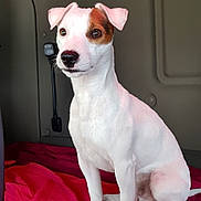 Ragnar participe au concours pour gagner de l'argent avec cette photo : dog, jack_russell_terrier, pet, animal, white_fur, brown_patch, sitting, blanket, red_blanket, indoor, vehicle_interior, cabin, attentive, portrait, canine, small_dog, fur, ears, nose, paw