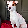 dog, jack_russell_terrier, pet, animal, white_fur, brown_patch, sitting, blanket, red_blanket, indoor, vehicle_interior, cabin, attentive, portrait, canine, small_dog, fur, ears, nose, paw