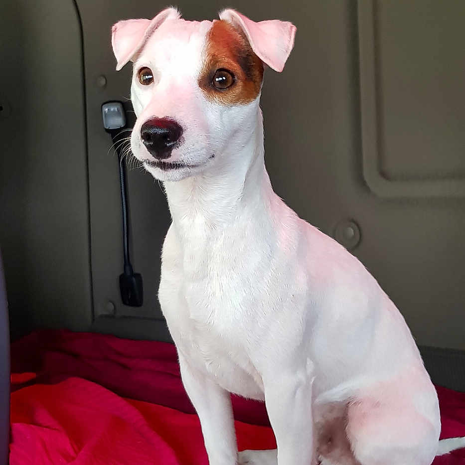 Ragnar participe au concours pour gagner de l'argent avec cette photo : dog, jack_russell_terrier, pet, animal, white_fur, brown_patch, sitting, blanket, red_blanket, indoor, vehicle_interior, cabin, attentive, portrait, canine, small_dog, fur, ears, nose, paw