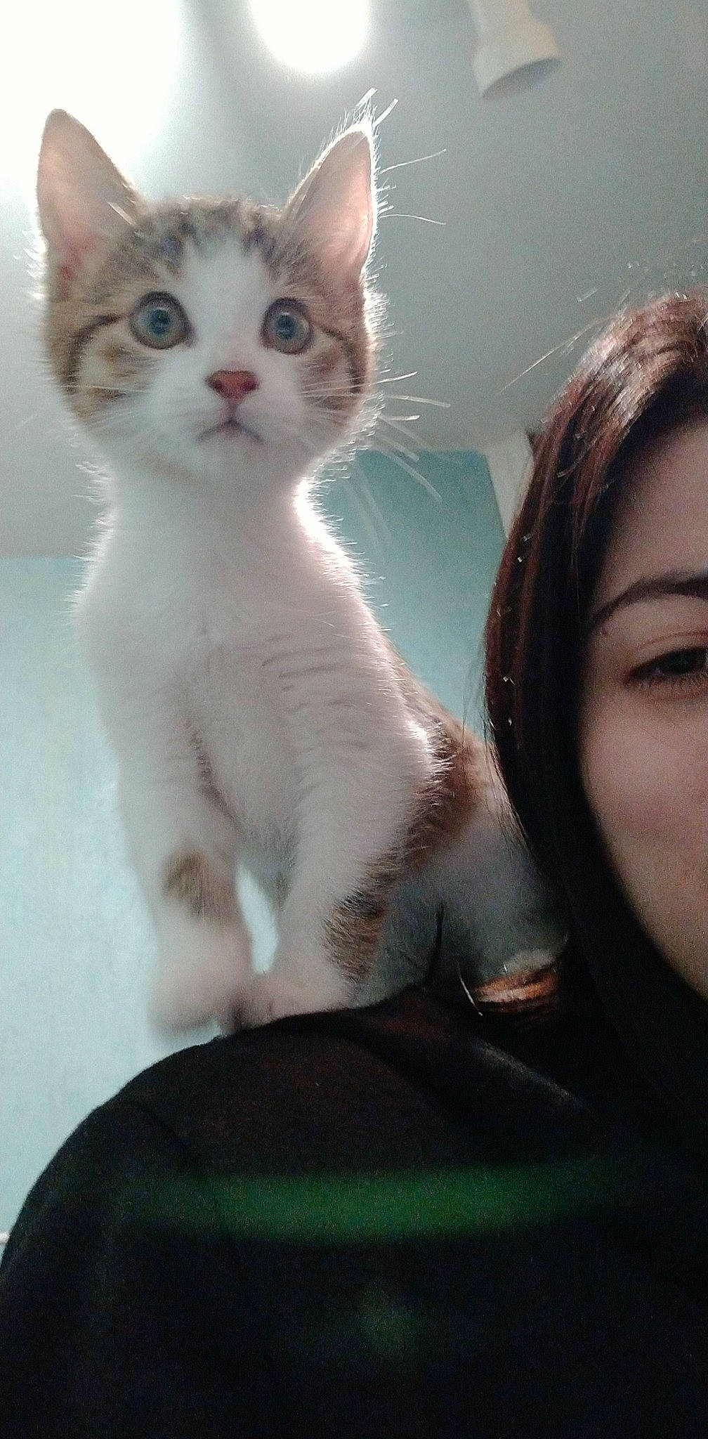 Élite participe au concours pour gagner de l'argent avec cette photo : aegean_cat, american_wirehair, asian, carnivore, cat, domestic_short_haired_cat, ear, european_shorthair, eye, felidae, fur, kitten, nose, ojos_azules, polydactyl_cat, skin, small_to_medium_sized_cats, turkish_angora, turkish_van, whiskers