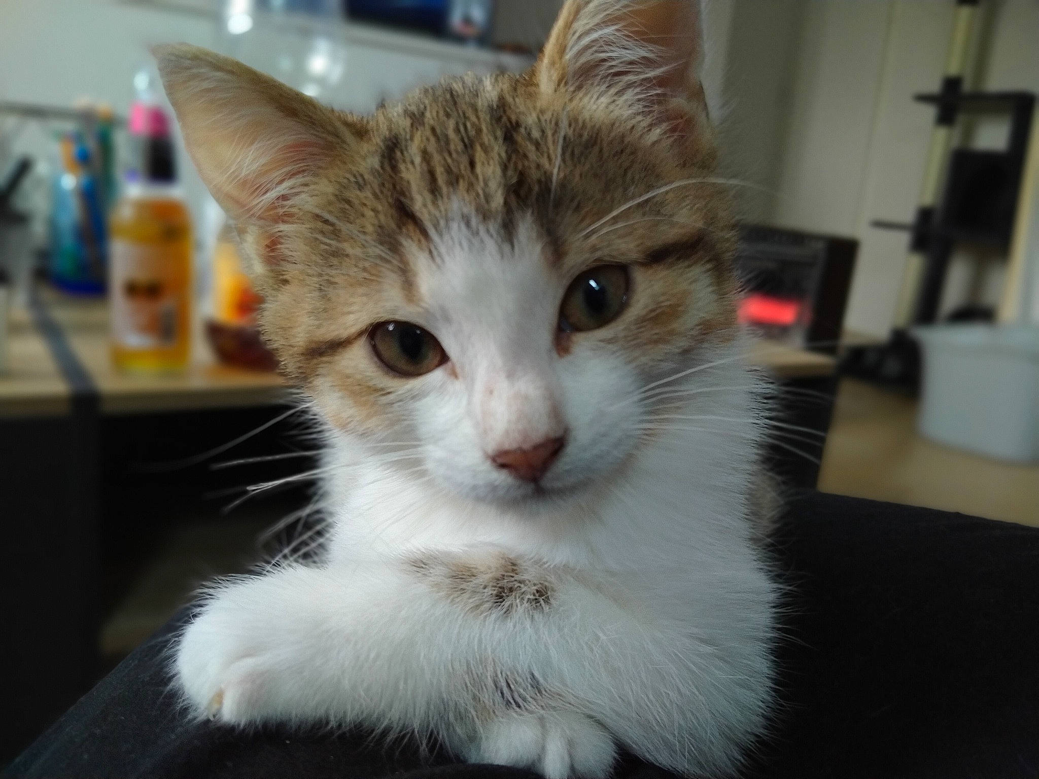 Élite a rejoint le concours — aidez-le/la à gagner de superbes lots ! aegean_cat, american_curl, american_shorthair, asian, carnivore, cat, domestic_short_haired_cat, ear, european_shorthair, eye, felidae, fur, kitten, mammal, small_to_medium_sized_cats, snapshot, snout, tabby_cat, turkish_van, whiskers