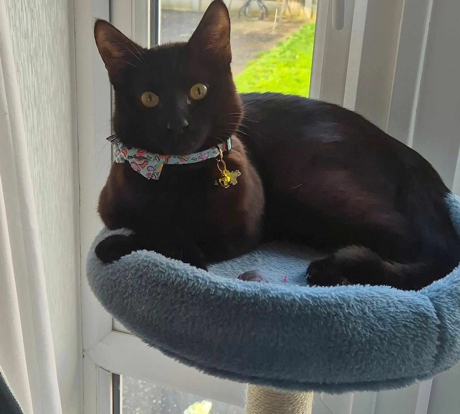 Leon joined the competition — help win amazing prizes! cat, black_cat, cat_bed, collar, bell, window, daylight, indoor, pet, feline, yellow_eyes, fur, cozy, resting, animal, domestic, cute, comfort, blue, green